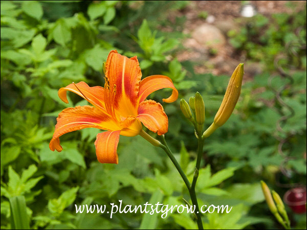 Orange Daylily (Hemerocallis)
Thus was growing in a garden where the plants received more shade than sun. Daylily flowers are borne on long leafless stalks called scapes.